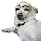 :cho2: